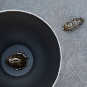 Saleiro & pimenteiro Beetles - brown - Byon