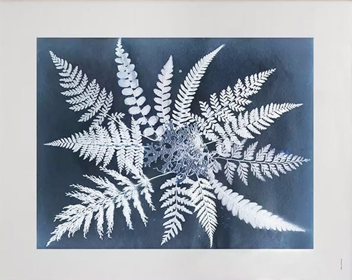 Póster Fern star, 40x50 cm Fine Little Day