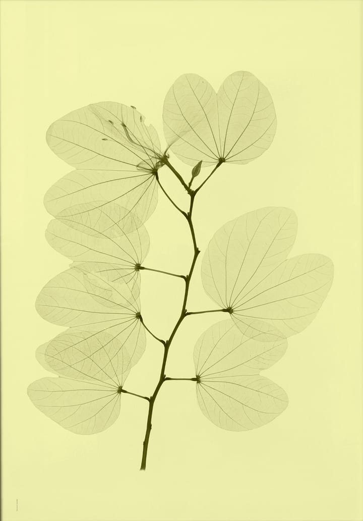 Póster Orchid bauhinia, 70x100 cm Fine Little Day