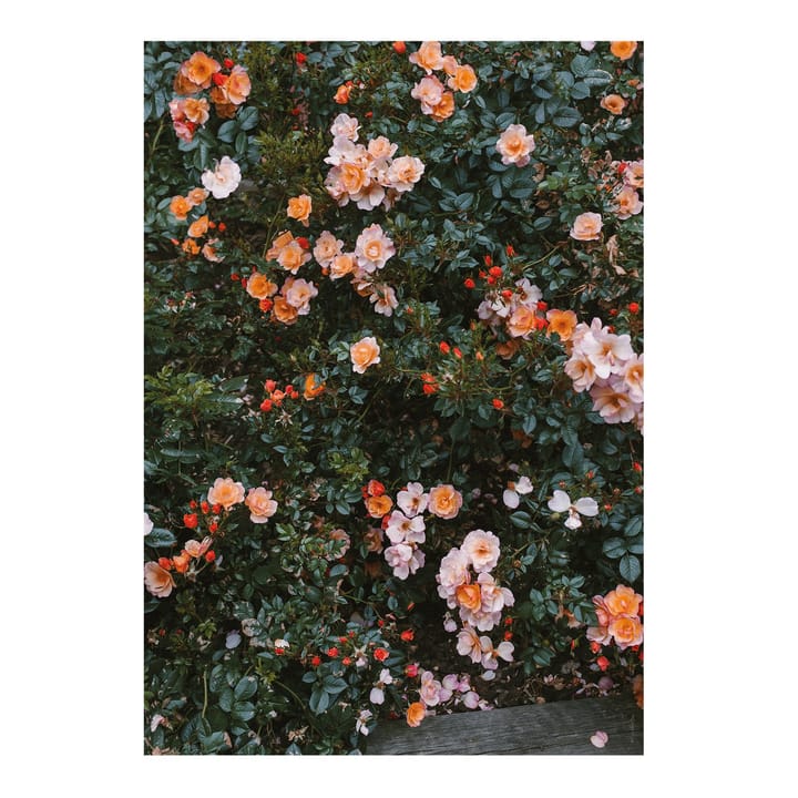 Póster Rose - 70x100 cm - Fine Little Day