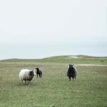 Manta de lã Velvet - cor de ferrugem - Klippan Yllefabrik