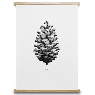 Póster 1:1 Pine cone - branco, 50x70 c - Paper Collective