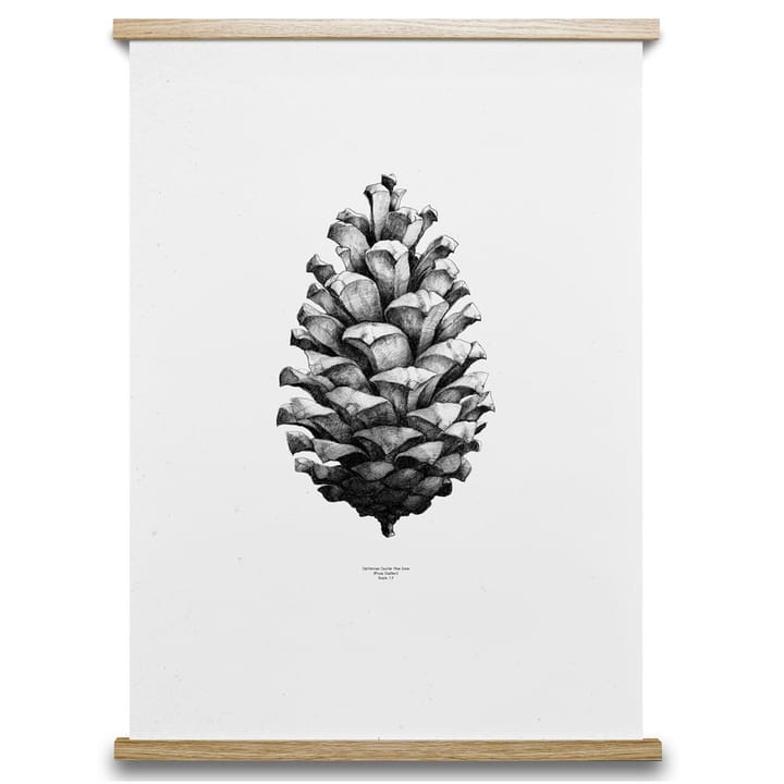 Póster 1:1 Pine cone, branco, 50x70 c Paper Collective