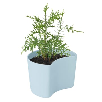 Vaso com sementes YOUR TREE - Blue (Pinho) - RIG-TIG