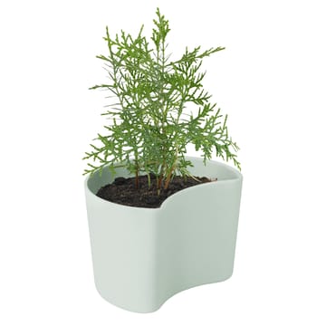 Vaso com sementes YOUR TREE - Green (Pinho) - RIG-TIG