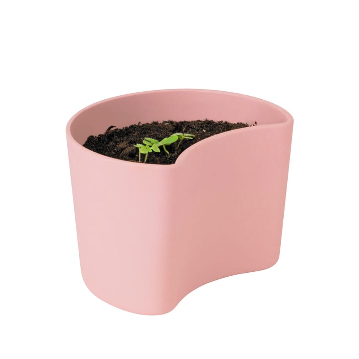 Vaso com sementes YOUR TREE - Pink (Faia) - RIG-TIG