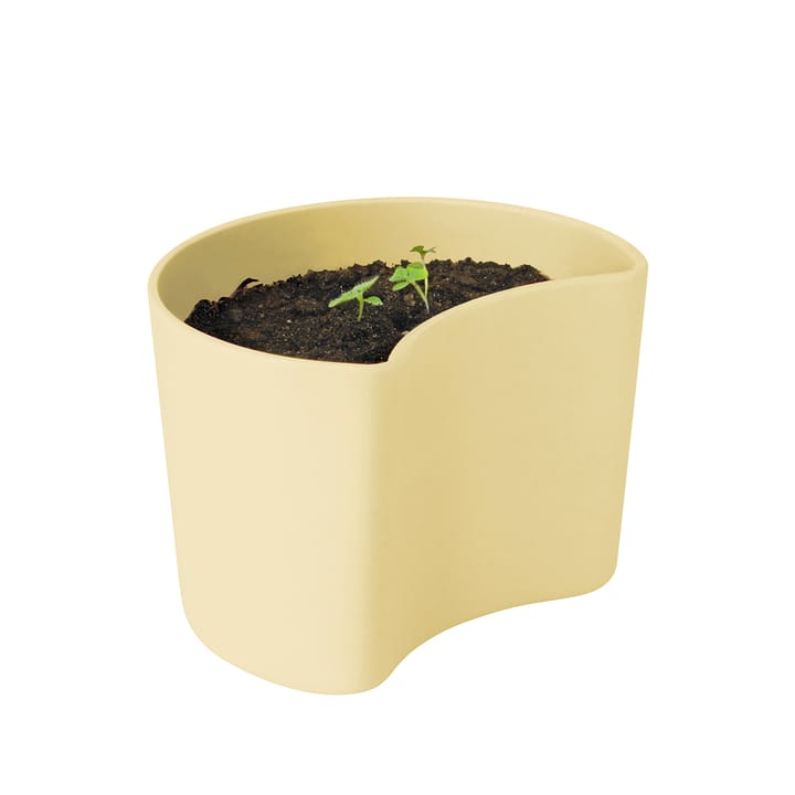 Vaso com sementes YOUR TREE - Yellow (Faia) - RIG-TIG